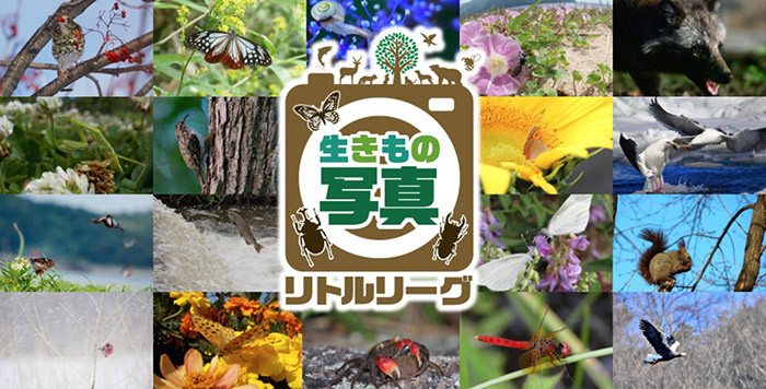 生きもの写真リトルリーグにご支援を