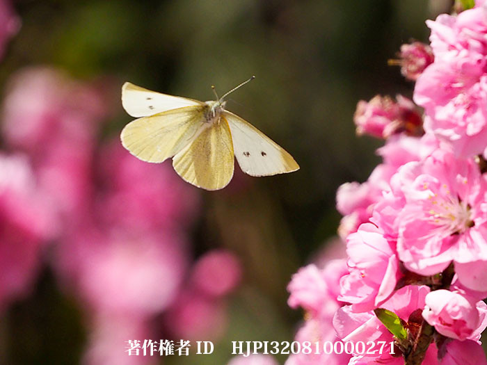 ハナモモにモンシロチョウ