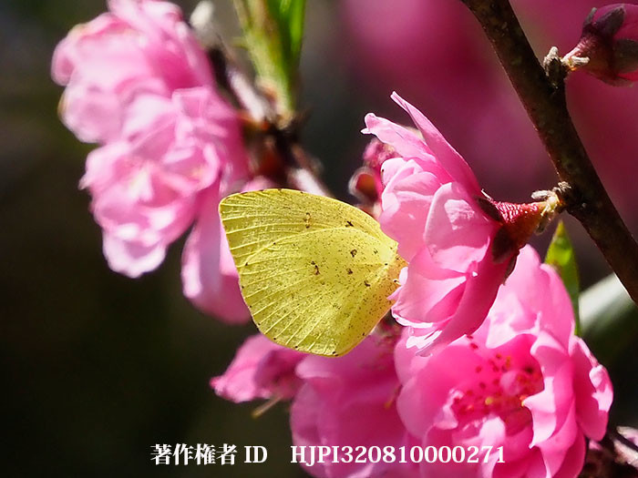 ハナモモにキチョウ