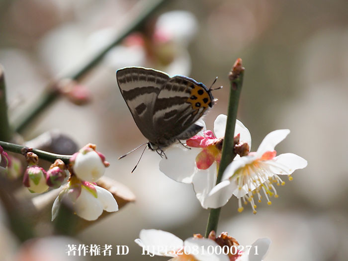 ウメの花にトラフシジミの春型