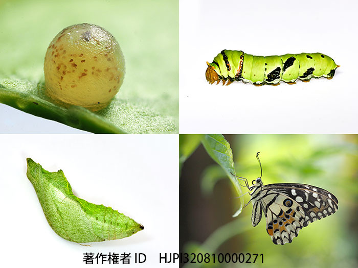 オナシアゲハの一生