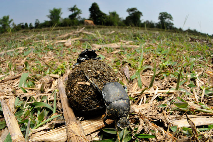 ラオスのフンコロガシ