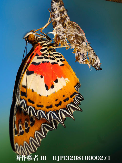 ハレギチョウの羽化