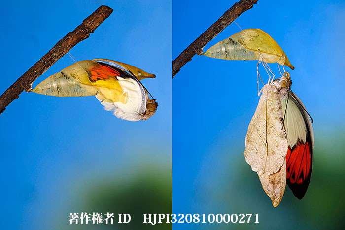 ツマベニチョウの羽化