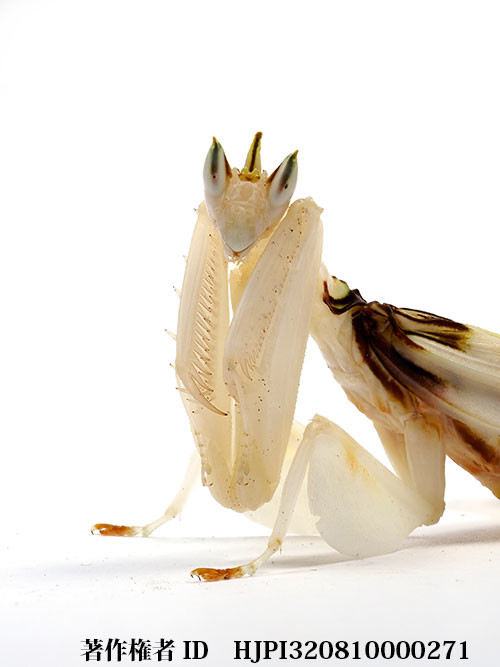 ハナカマキリの顔を深度合成で