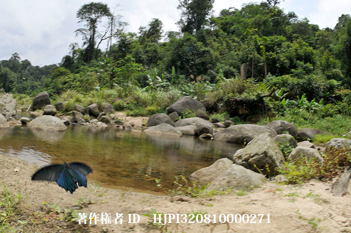 ラオスのタイワンカラスアゲハ