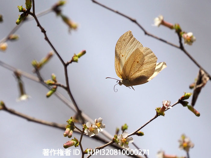 チョウジザクラにスジボソヤマキチョウ