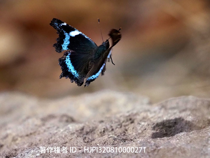 越冬明けのルリタテハ