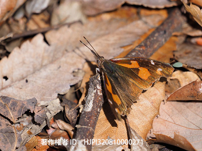 越冬明けのテングチョウ