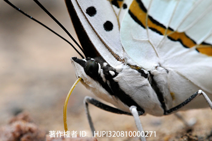 ラオスのフタオチョウ