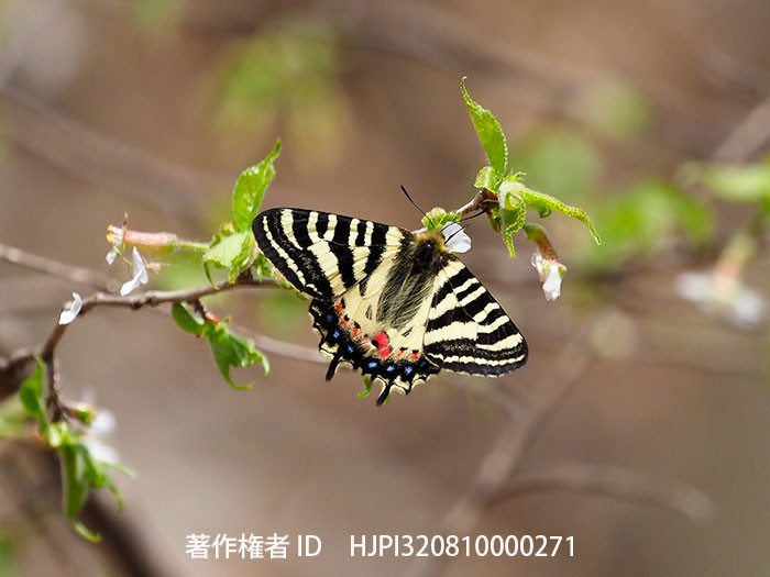 今年のヒメギフチョウ