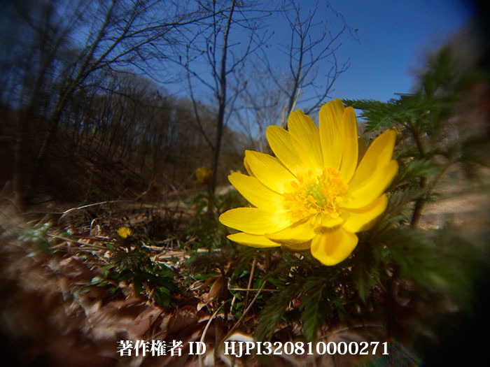 庭のフクジュソウを自作虫の目レンズで