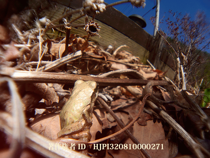 庭のアマガエル