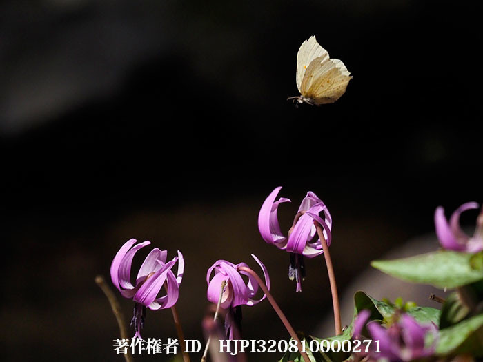 カタクリにスジボソヤマキチョウ