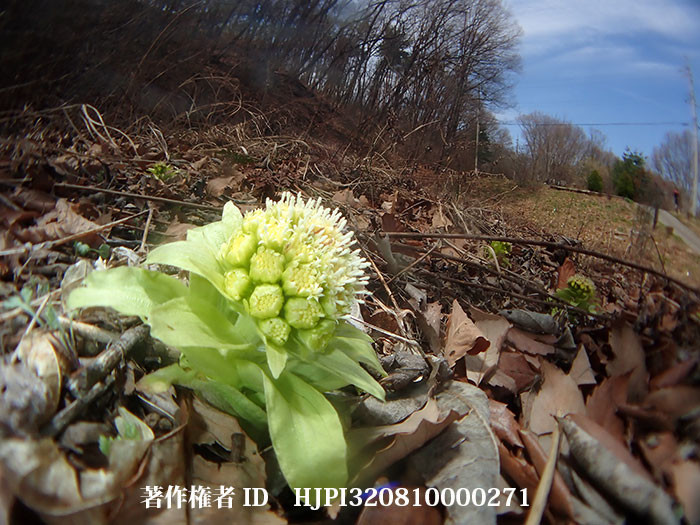 庭のフキノトウをTG6に魚露目で