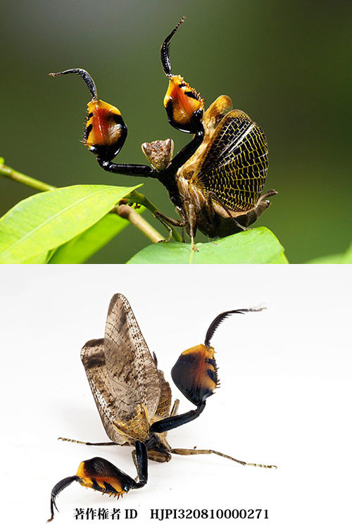 ボクサーカマキリの威嚇