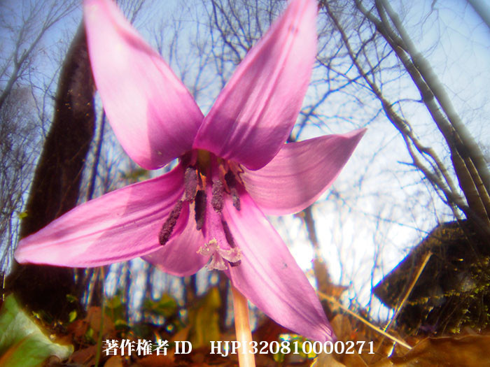 庭のカタクリを自作虫の目レンズで