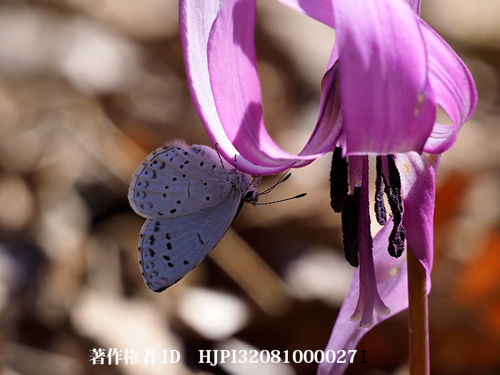 カタクリにルリシジミ