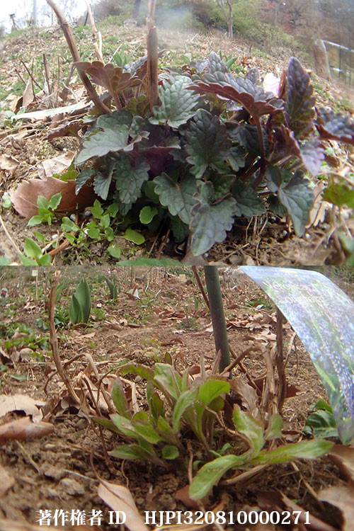 アガスターシェとベロニカ（バタフライガーデンの花）