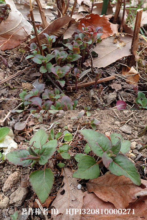 モナルダ（バタフライガーデンの花）