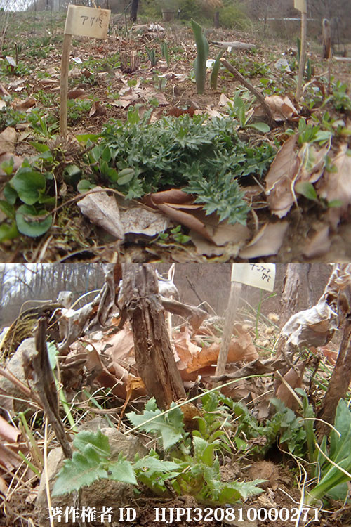 ノアザミとナンブアザミ（バタフライガーデンの花）