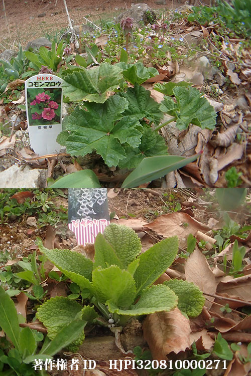 ジキダリスとタチアオイ（バタフライガーデンの花）