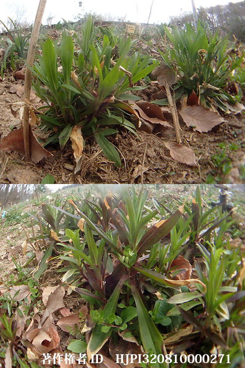 ナデシコ（バタフライガーデンの花）