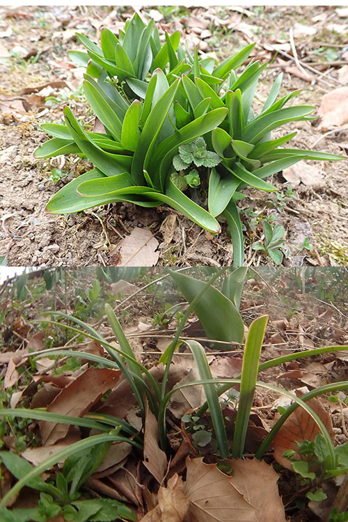 コルチカムとヒガンバナの葉（バタフライガーデンの花）