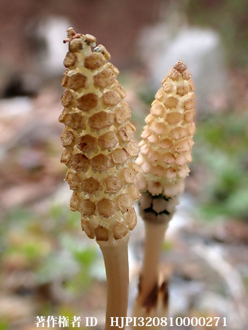 ツクシは困りもの