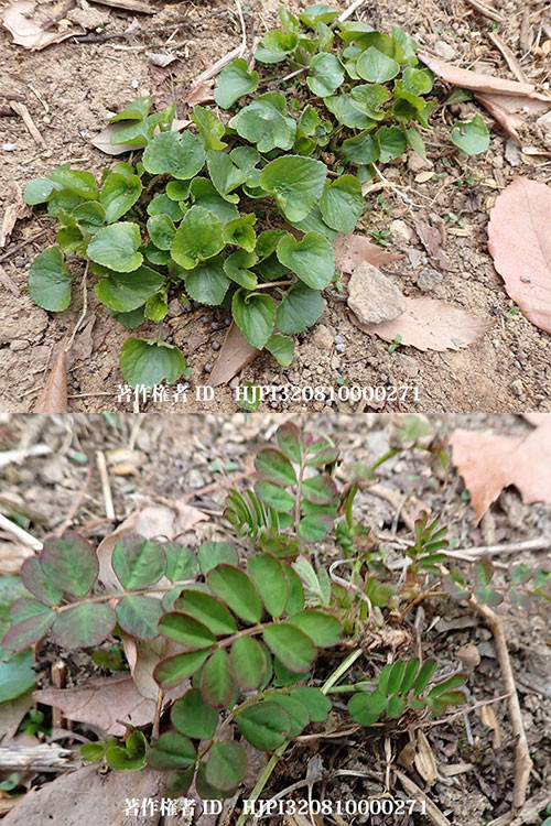 レンゲとスミレ（バタフライガーデンの花）