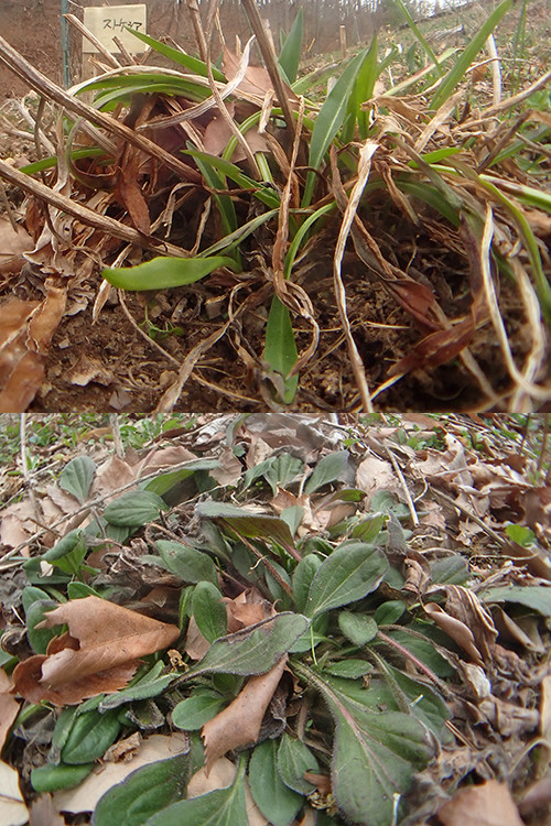 ルドベキアとストケシア（バタフライガーデンの花）