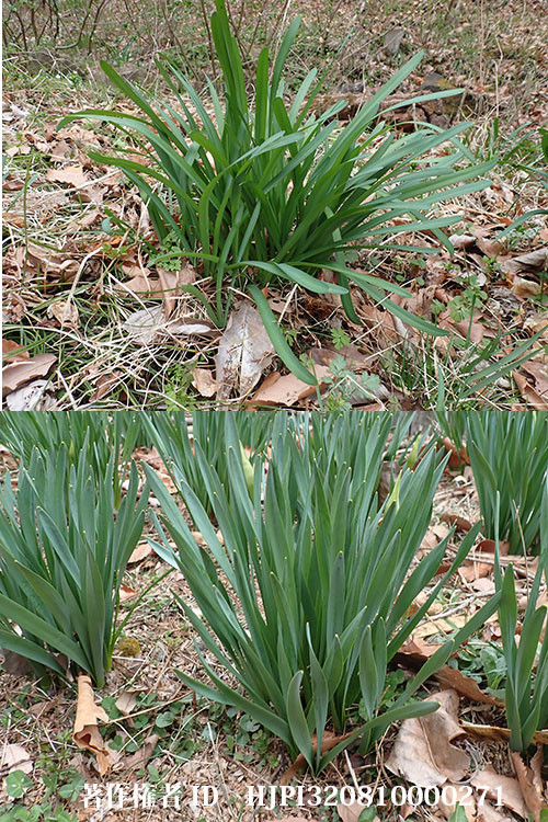 スイセンとナツズイセンの仲間（バタフライガーデンの花）