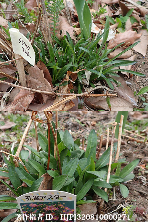 クジャクアスター（バタフライガーデンの花）