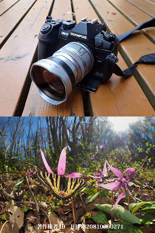 標準ズームに付けられるフィシュアイコンバーターがあった（ヒメギフチョウ）