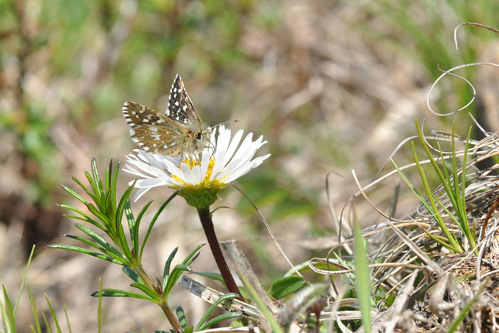 ヒメチャマダラセセリの危機