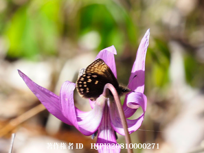 ミヤマセセリがカタクリに来た