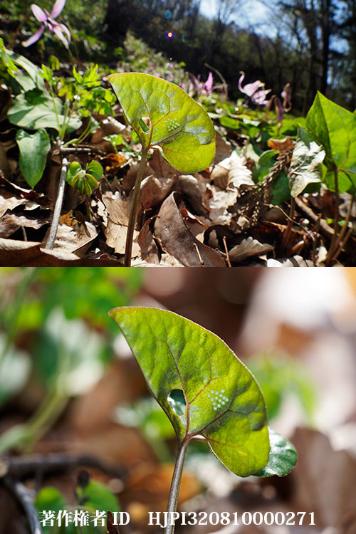 ヒメギフチョウの卵を撮る