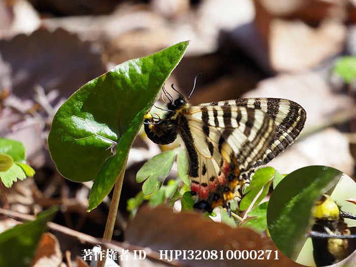 卵を産めないヒメギフチョウ