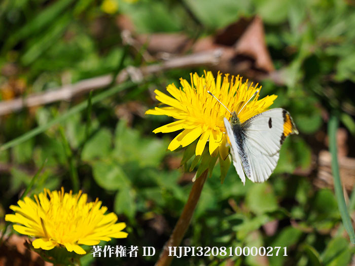 庭のツマキチョウ