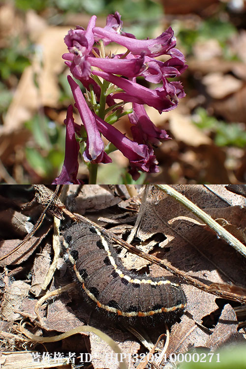 庭のウスバシロチョウの幼虫