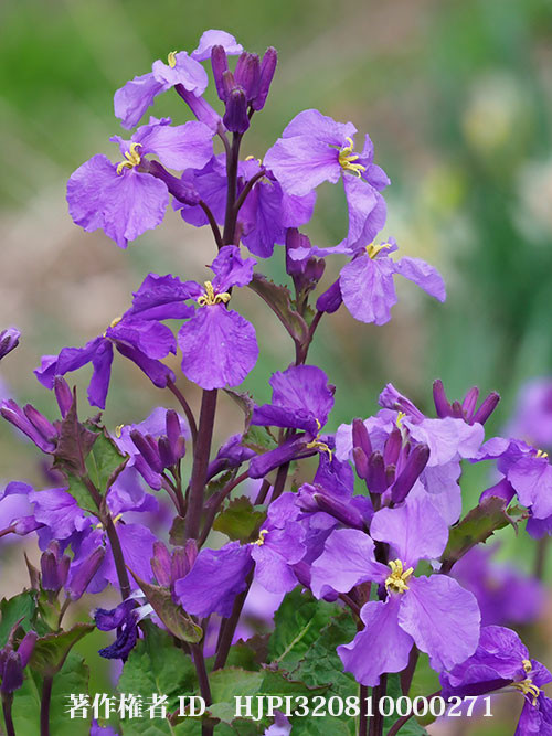 ムラサキハナナ