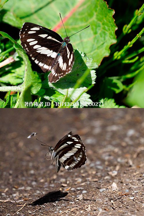 庭にコミスジが現れた