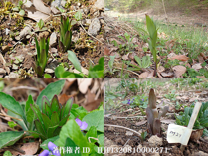 ユリが芽生えた