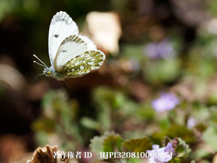 クモマツマキチョウのメスの飛翔