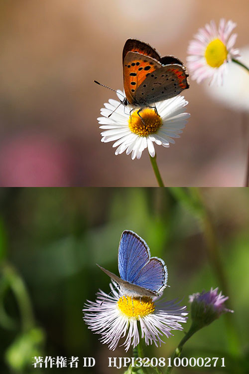 ハルジオンとエリゲロンにシジミチョウ