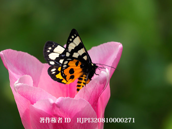 チューリップにトラガがやってきた