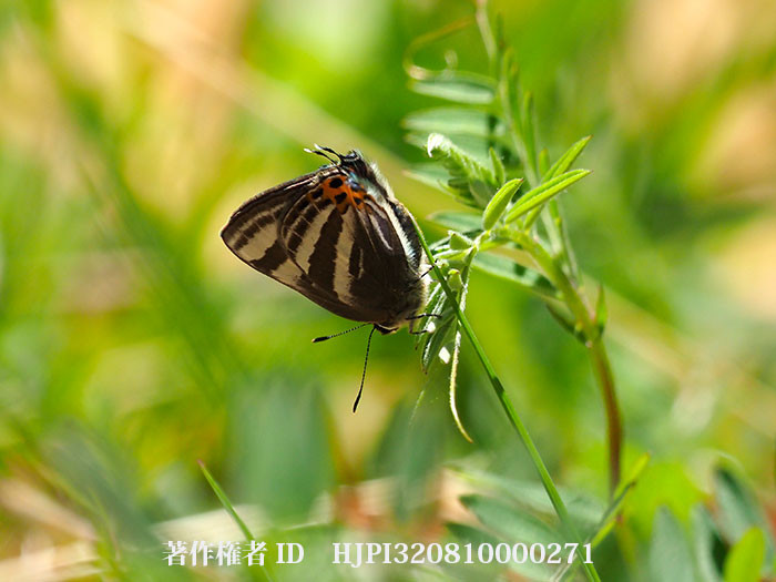 トラフシジミが庭にあらわれた