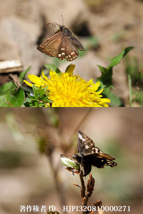 庭のミヤマセセリの飛翔と産卵