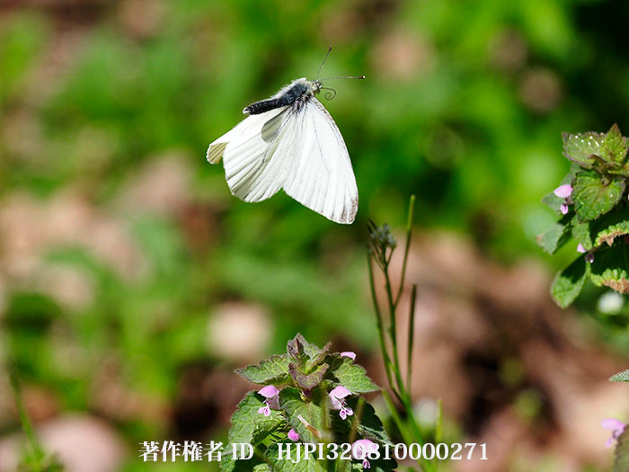 庭のスジグロシロチョウ