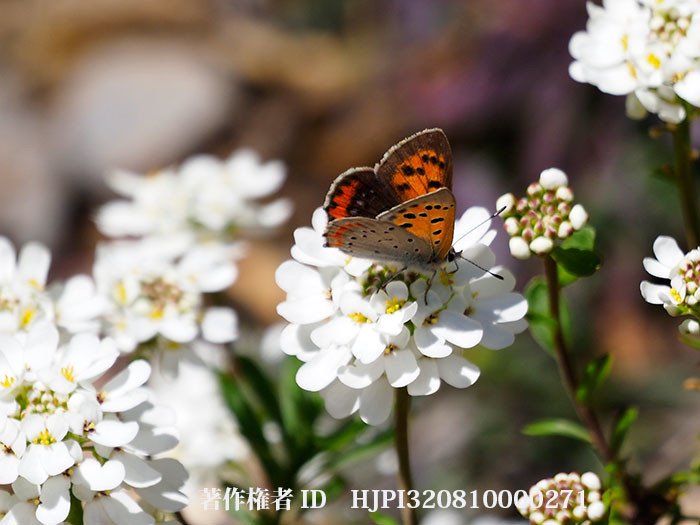 トキワナズナ（イベリス・センペルヴィレンス）にベニシジミ
